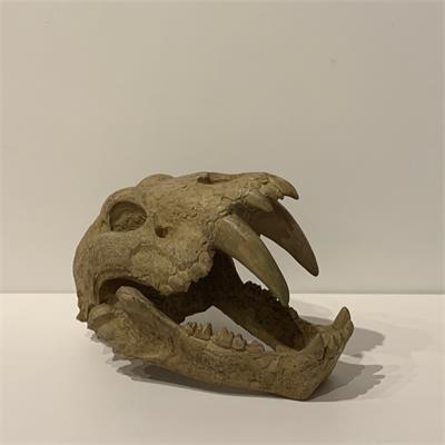 DINOSSAURO BARBATANAS BORRACHA BEGE/LARAN (18CM A) para alugar em São Bernardo do Campo/SP